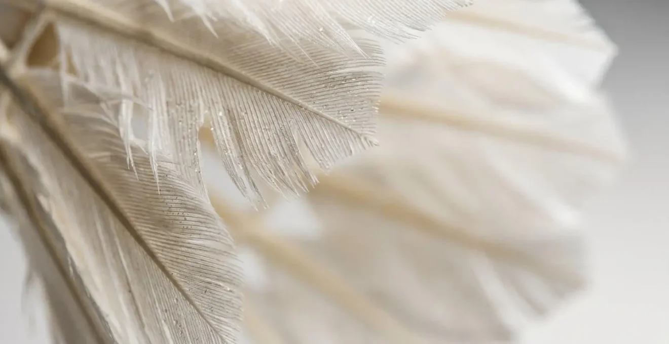 Gros plan macro sur des plumes de volant de badminton montrant leur texture et leur structure détaillée
